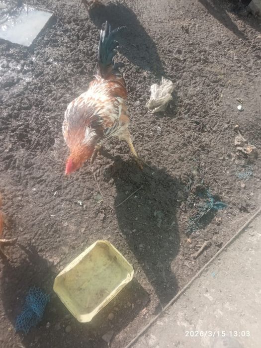 Продам молодых петухов