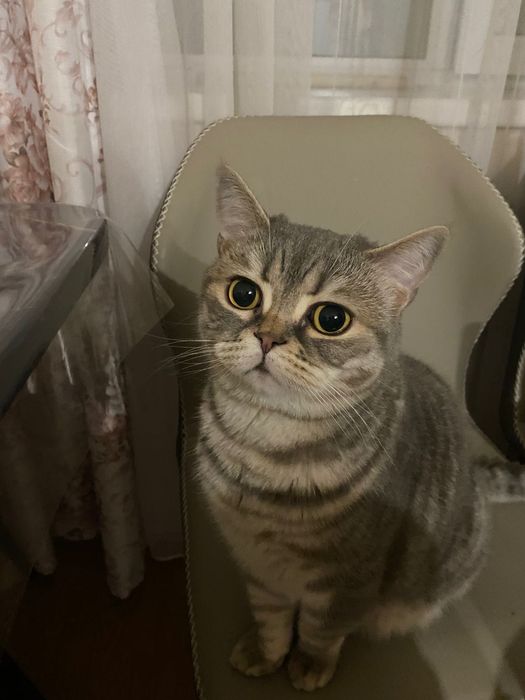 Шотландский кот, кастрированный,6лет