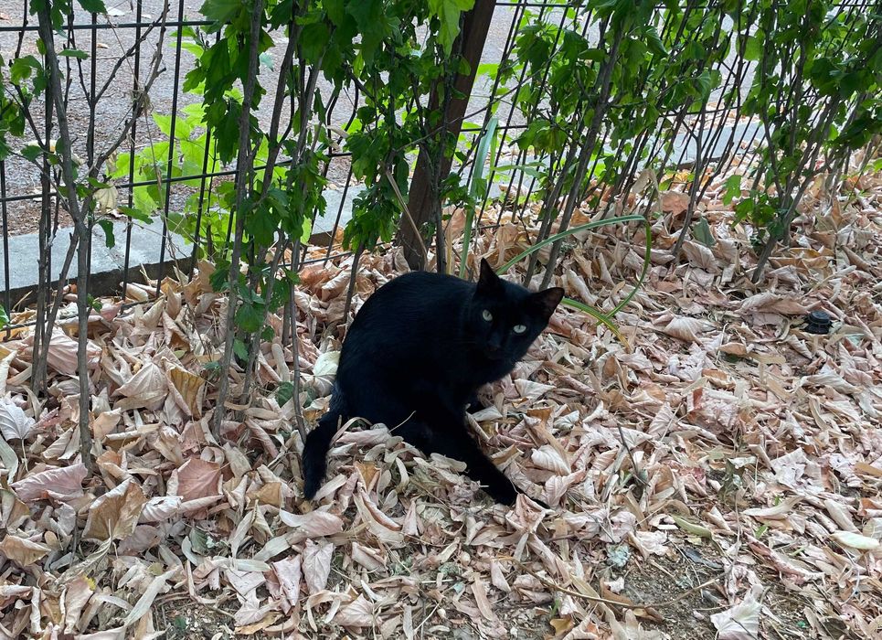 Cici, pisicuta sterilizata pentru adoptie