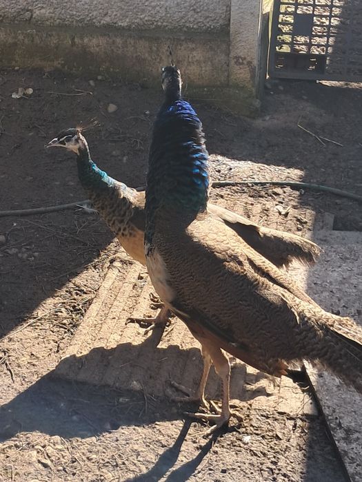 Păuni pereche (pauni standard indian blue)