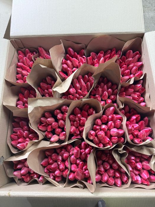 Продаём Тюльпаны