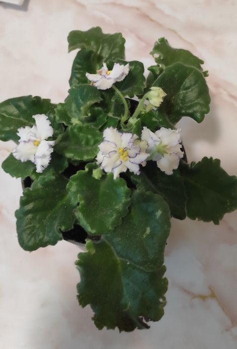 Продам комнатные растения