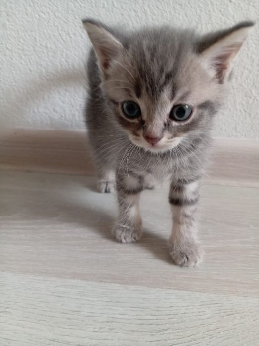 Отдадим котят даром