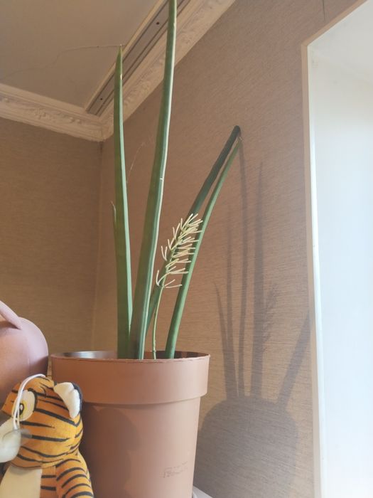 Цветы для офиса и дома