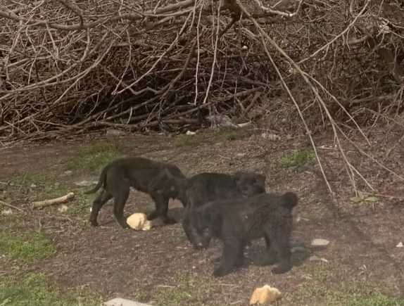 Отдадим щенят в хорошие руки