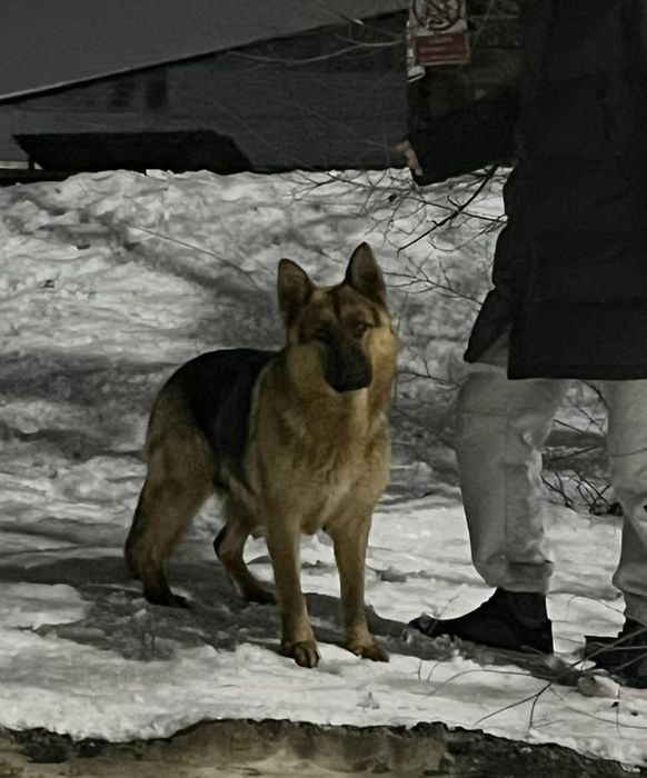 Немецкая Овчарка