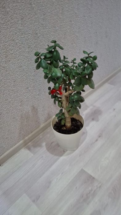 Комнатные цветы срочно продам