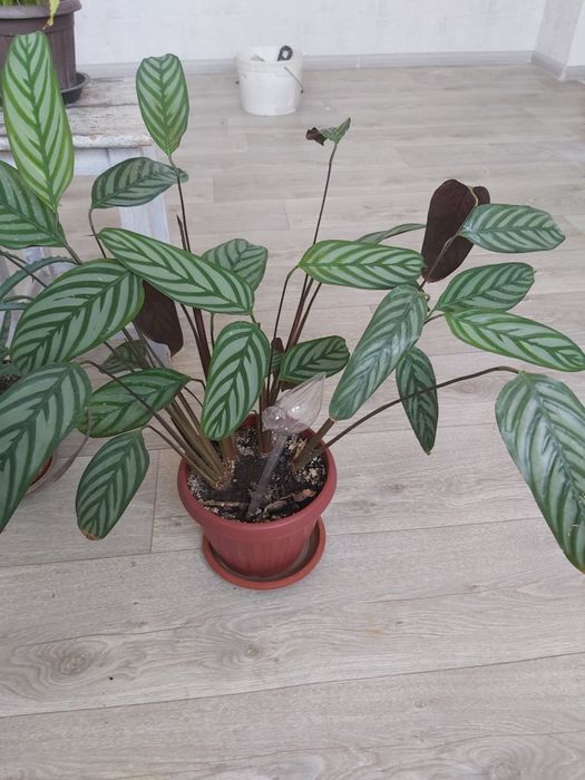 Продам цветы комнатные