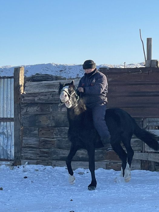 7 жасар Будан айғыр