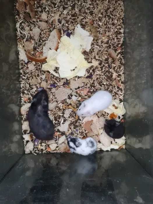 Сирийские хомяки