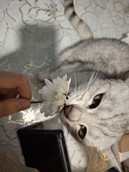 пропала кошка,лия