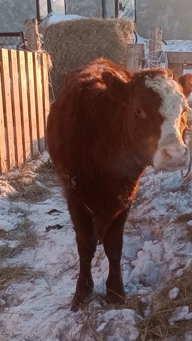 Екі қашар сатылады 400 ден