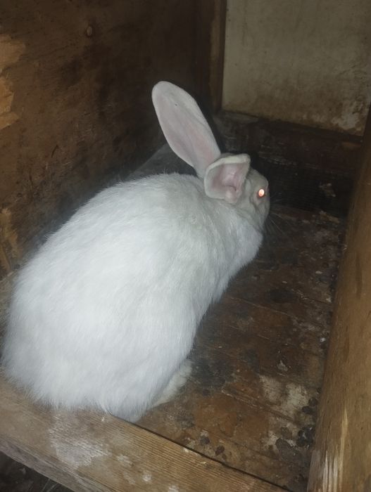 Quyon bolalari sotiladi 7 ta bir yarim oylik yoqimtoy