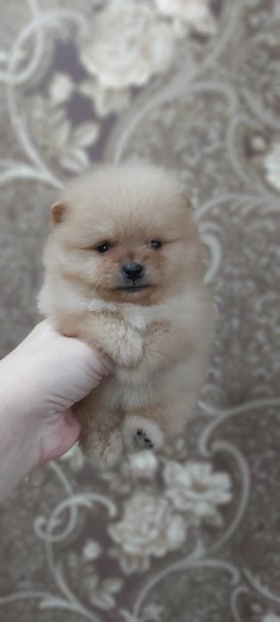 Шпицы девочки и мальчики