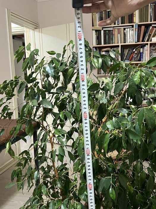 Растения крупные