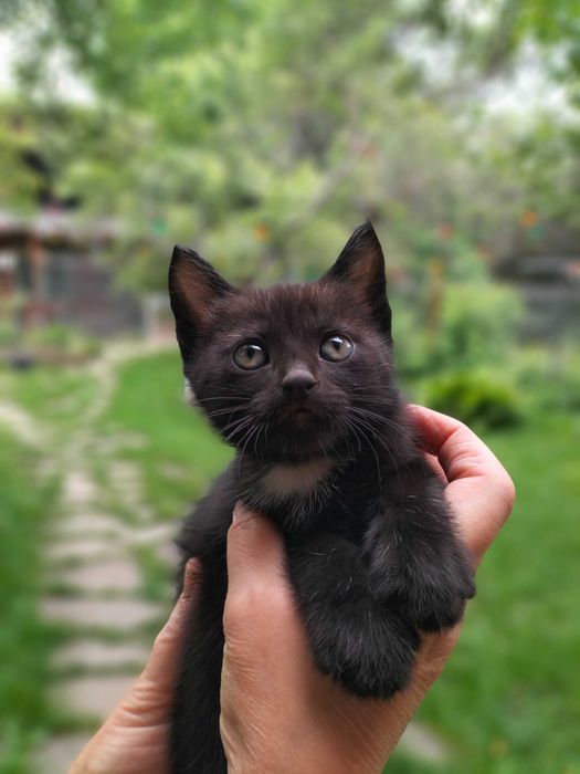 Котята бесплатно