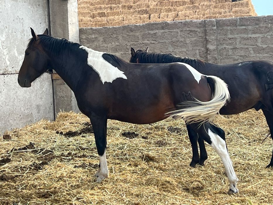 мықты Айғыр сатылады апачи