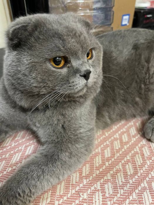 Scottish fold    Sotiladi