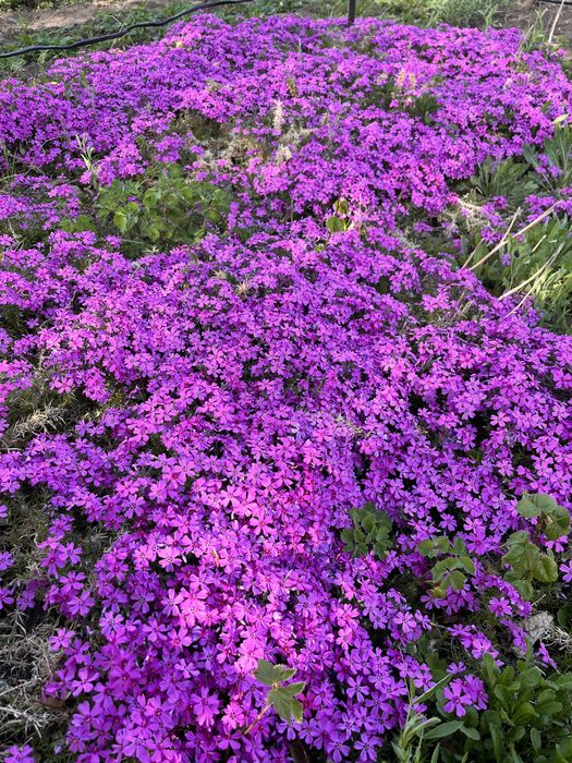 Продам дачу Сад Здоровье