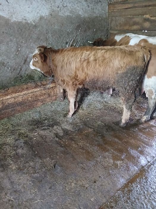 Vand tauraș sarolet