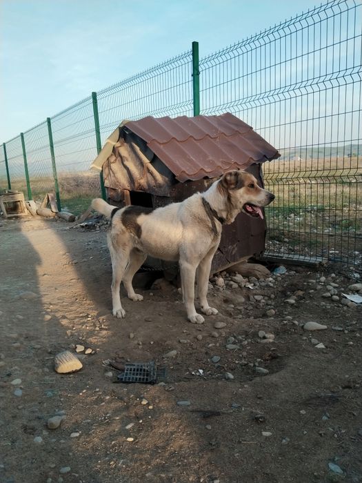 Алабай сатамын сабакка