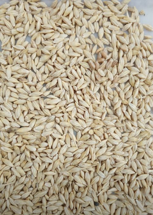 3акупаем Ячмень дорого