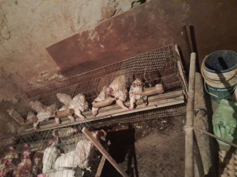 Sendi tovuqlari sotiladi