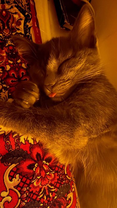 Продается котенок