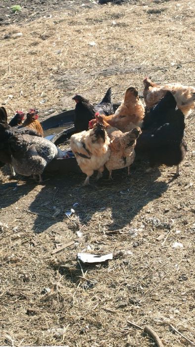 Курочки домашние