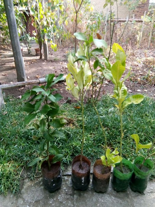 Лимонови дръвчета