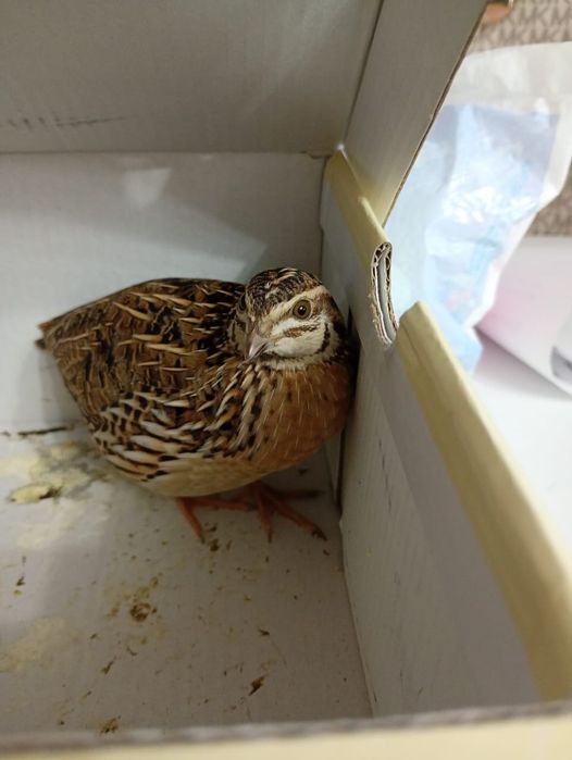 Перепелка дикая,