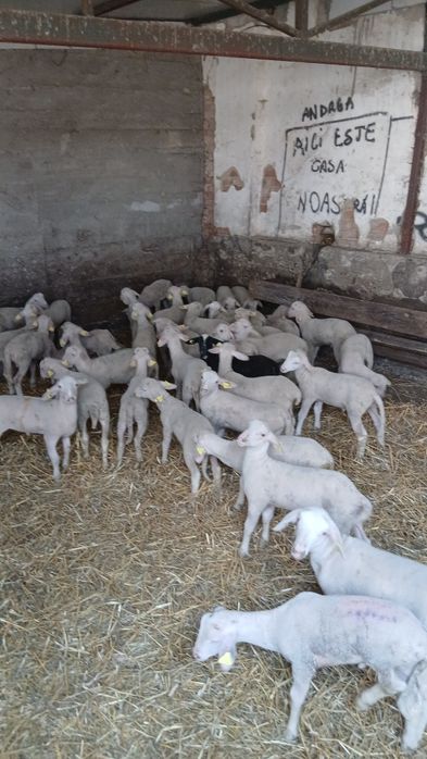 Mielute lacaune.       Berbeci lacaune. Baloti  infoliati orzoaica cu inoculant.