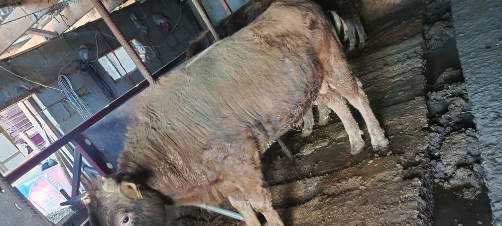 Продам бычка хороши