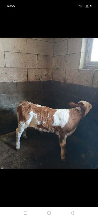 Vând vițel mai multe detalii la telefon