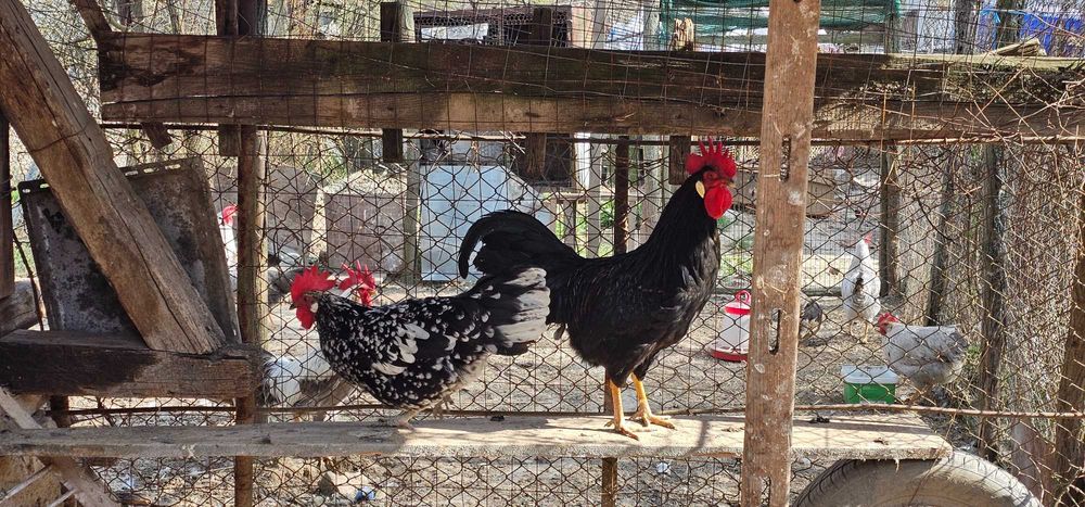 Gaini italiene bobat pe negru!