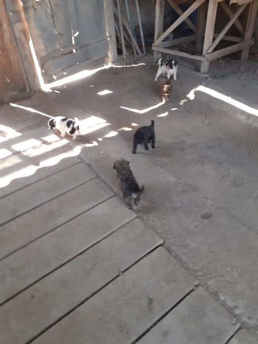 Donez catei maidanezi