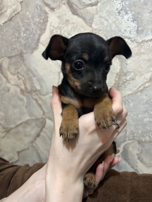 Щенок той терьер