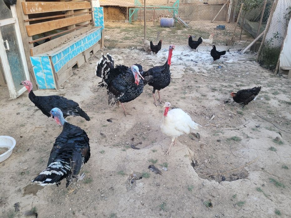 Куркалар сотилади