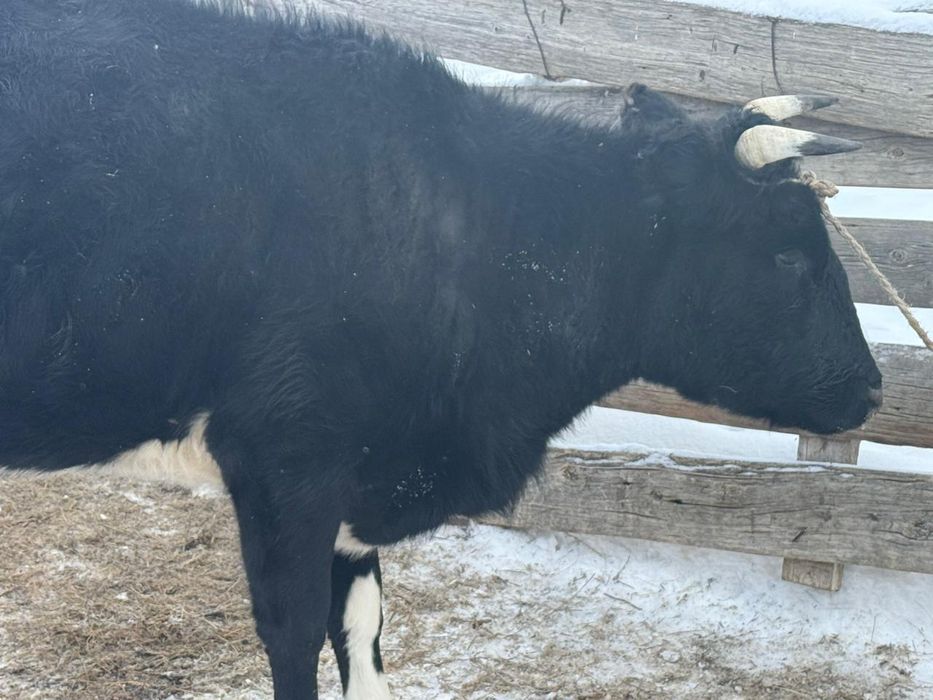 Корова продаются