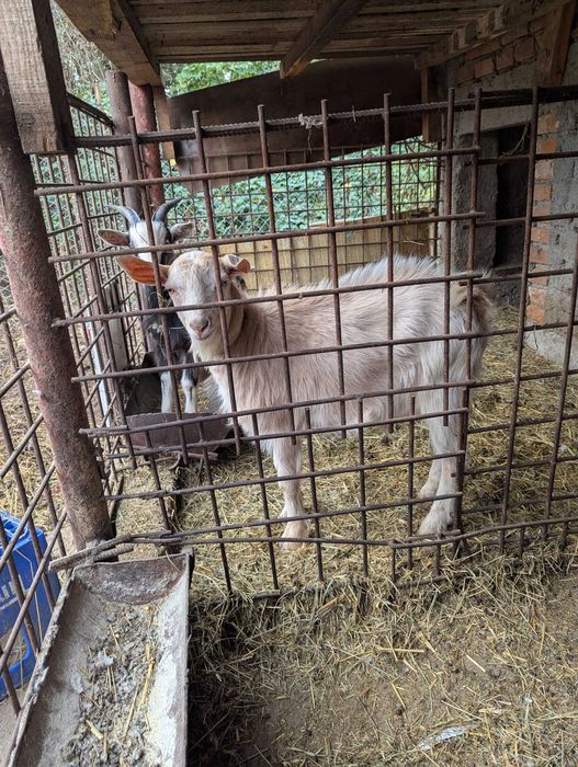 Ied capre țapi de vamzare