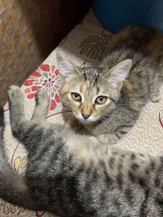 Котята полосатые