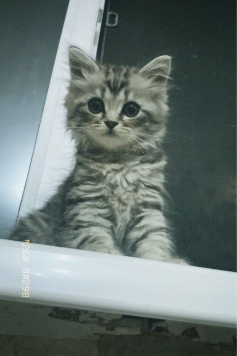 котенок,мальчик,2 месяца