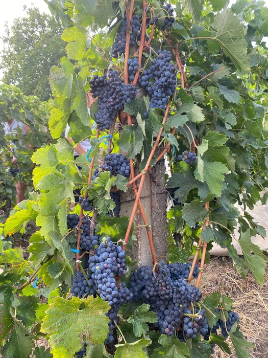 Vând struguri,Merlot