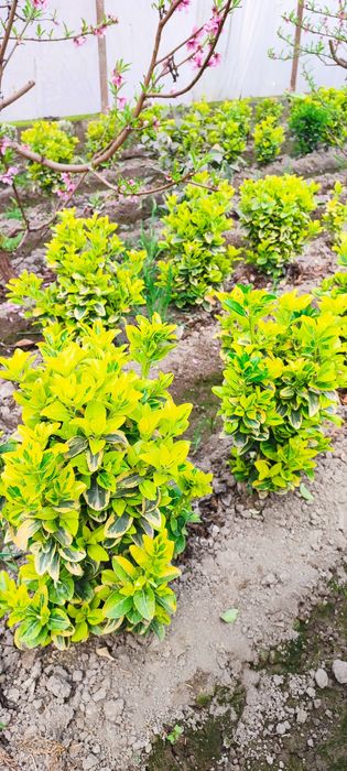 Gullar Shamshod bravo eron, шамшод, браво