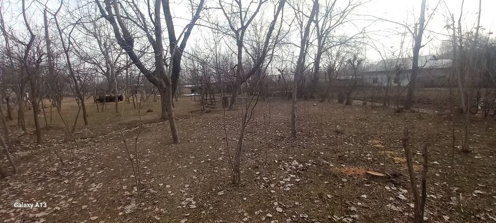 Sherobod tumani zarabog' qishlog'ida Tomarqa sotiladi so'tig'i 5milion