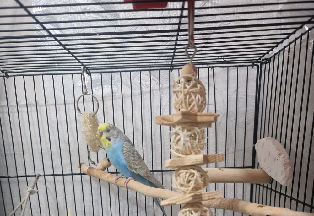 Продам папугайев