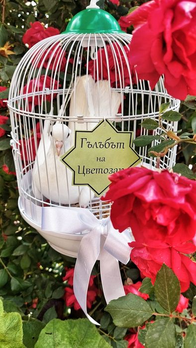 Гълъби за сватба и тържества 40лв