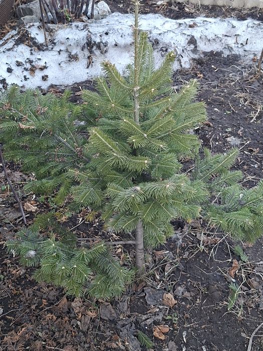 Ели, пихты, кедры