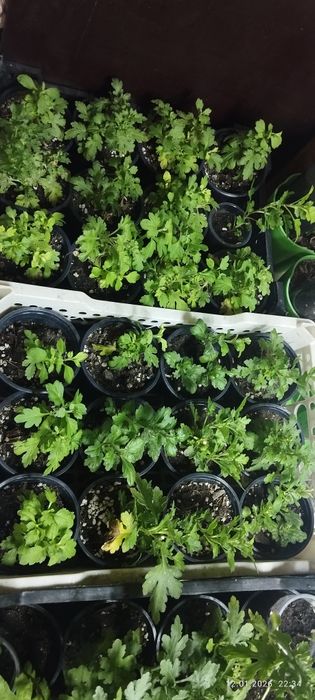 продам хризантема мультифлора