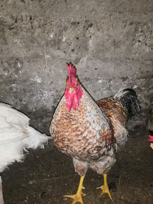 Продам петухов Билефельдер